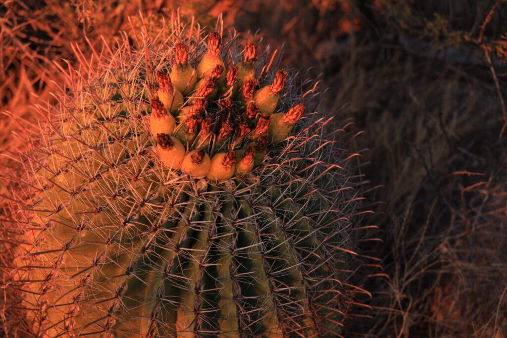 Barrel Cactus at Sunset