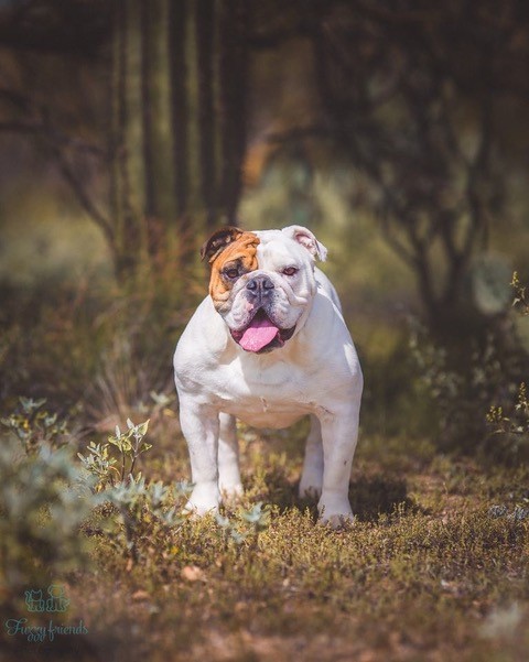Our Critter of the Month is Chester the English Bulldog! Chester is seven years old and lives in the Mesquite Crest neighborhood. He enjoys saying hello to his neighbors and walking the trails in the Rancho Vistoso Neighborhood. ~ Photo Courtesy of Terry Campbell