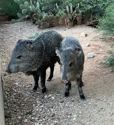 Picture of two Javalina