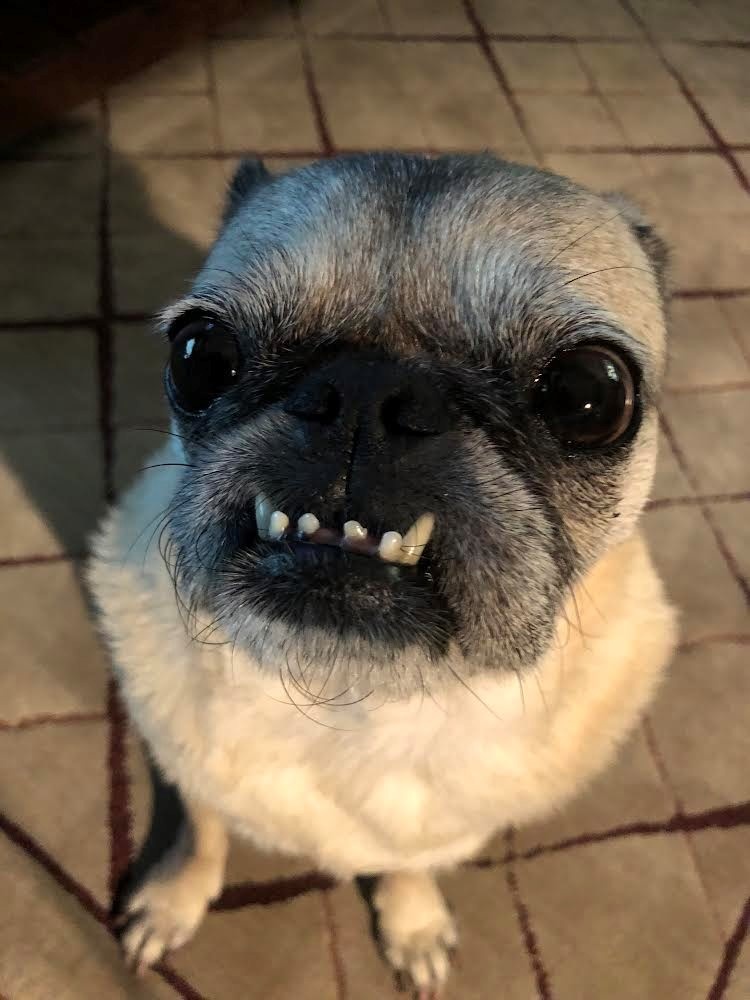 Tootie - a Pug - Critter of the month 2-2023