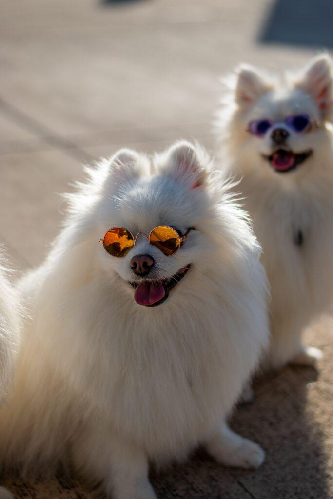 Two adorable white Pomeranians wearing sunglasses, enjoying a sunny day outdoors.